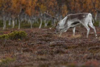The scents contained in a female's urine seem to be of great interest to the reindeer bull
