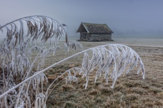 Hut, wooden hut, grasses, frost, hoarfrost, cold, winter, fog, high fog, mountains, Loisach-Lake