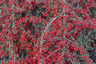 Fan-shaped cotoneaster (Cotoneaster horizontalis), Emsland, Lower Saxony, Germany
