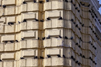 Birds rest on the ledges of a beige building in an urban setting, pigeons on a façade in Lima in