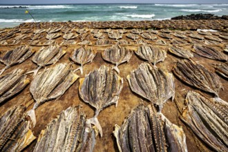 Large batch of dried fish on cloths on a beach with ocean waves in the background, dried fish on a