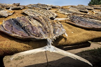Close-up of dried fish on a brown towel in a sunny setting on the beach, Dried fish on a beach near
