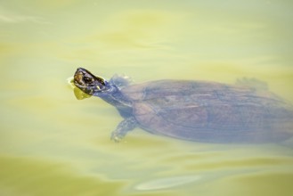 A turtle swims calmly in the greenish water and appears relaxed, The Sri Lankan black turtle