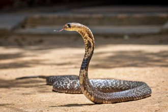 Cobra on sandy ground in upright position with tongue outstretched, The Spectacled Snake (Well well