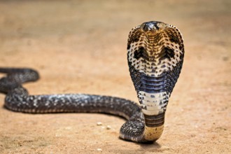 Cobra upright on sandy ground, impressive scale pattern visible, The Spectacled Snake (Well well