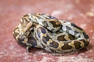 Python on a reddish ground, showing itself coiled with a distinctive pattern, An Indian rock python