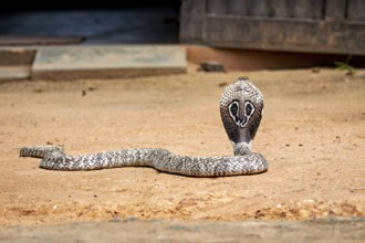A cobra in a threatening posture on sandy ground, ready to defend itself, the spectacled snake