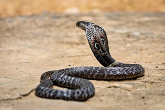 A cobra moves calmly on the sandy ground. Its skin glistens in the sun, the spectacled snake (well,