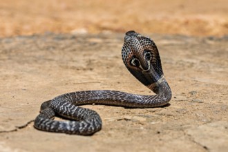 A cobra lies flat on sandy ground and appears relaxed in its surroundings, the spectacled snake