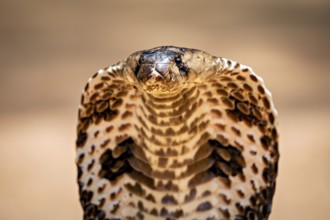 Close-up of a cobra head with a clearly visible scale pattern, the spectacled snake (well well