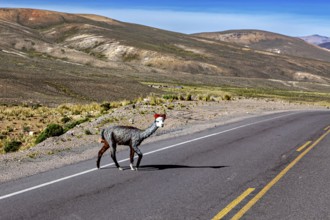 A llama crosses a lonely road in a barren mountain landscape under a clear sky, A llama crosses a