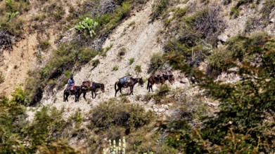 Riders on horses on a narrow path along a steep and plant-covered slope, A farmer with donkeys in