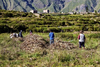 People collect crops in a field in front of a village with mountains in the background, farmers in