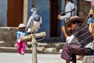 An eagle perched on a wooden post with a man in traditional dress and a child in the background, An