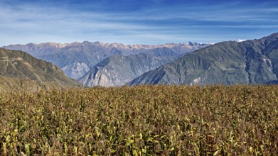 Harvest field with mountain backdrop under blue sky, The landscape of the Colca Canyon in the Andes