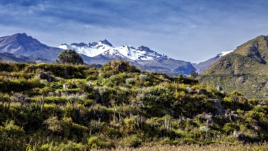 Snow-capped mountains with thick vegetation in the foreground, The landscape of the Colca Canyon in