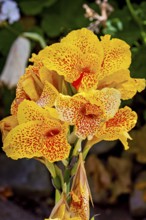 Yellow flowers with red spots in a green garden, bright and lively summer atmosphere, The Canna
