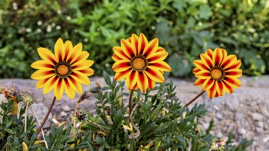 Three yellow-orange flowers bloom vividly in the garden against green foliage, gazania in the Colca