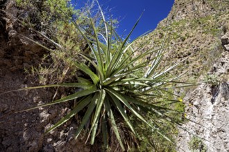 A green agave grows on a rocky surface under a bright blue sky in the desert, A Chilean Puya (Puya