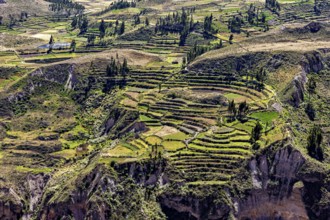 Green terraced fields on a hillside with scattered trees under clear skies, the landscape of the
