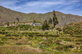 Single house on hill with surrounding green landscape and mountains in the background, farmers in