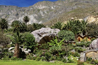 Lush garden with palm trees and rocks against a mountain backdrop, The landscape of the Colca