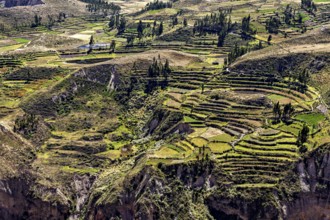 Close-up of terraced fields in a green landscape under blue sky, The landscape of the Colca Canyon