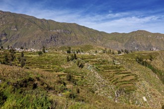 Terraced fields stretch across mountain slopes under clear skies, the landscape of Colca Canyon in