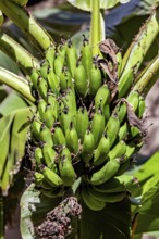 Unripe green bananas hang in a tropical garden surrounded by large leaves, lady-finger bananas in