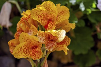 Bright yellow flowers with red dots surrounded by green foliage in a sunny garden, Yellow King
