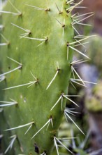 Close-up of a green cactus with long spines, prickly pear cactus (Opuntia ficus-indica) in the