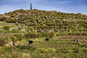 Terrace landscape with grass and cows, people at work, sky and hills in the background, farmers in