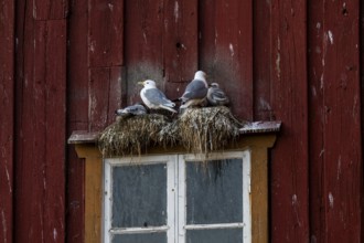 Black-legged kittiwakes (Rissa tridyctyla) nesting on a red wooden façade of the Pomor Museum,