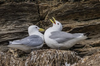 Black-legged kittiwakes (Rissa tridyctyla) calling pair breeding on a cliff on the island of