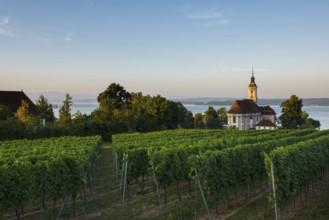 Birnau pilgrimage church and vineyards, sunrise, Uhldingen-Mühlhofen, Lake Constance,