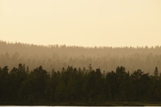 Twilight scene with wooded silhouette of a northern coniferous forest in fog in warm light, NP Övre