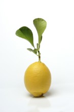 Lemon with leaf, Citrus x limon, cutout