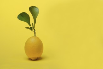 Lemon with leaf, Citrus x limon, yellow background