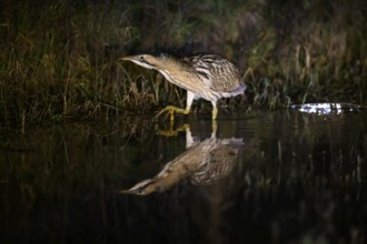 A bittern (Botaurus stellaris) is reflected in the water, surrounded by reeds at night, Dümmer