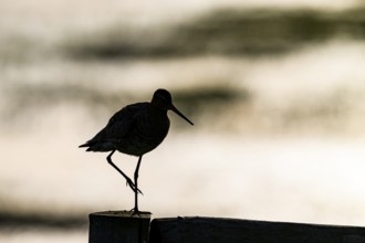The silhouette of a black-tailed godwit (Limosa limosa) on a pole against a warm background, Dümmer