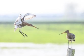 A hovering and a standing black-tailed godwit (Limosa limosa) on a post in a green meadow