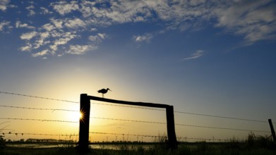 A black-tailed godwit (Limosa limosa) sitting on a fence in front of a colourful evening sky,