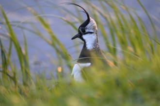 Portrait close-up of a lapwing (Vanellus vanellus) with black and white plumage by the water,