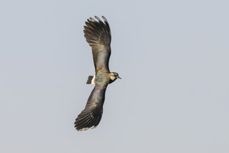 A lapwing (Vanellus vanellus) with outspread wings flying in the blue sky, Dümmer nature park Park,