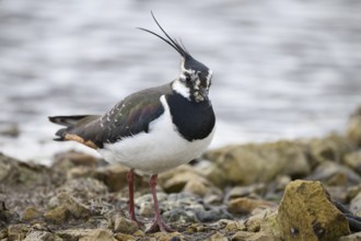 A lapwing (Vanellus vanellus) with black and white plumage stands on rocky ground by the water,