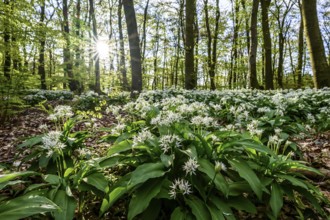 A sparkling sun shines over the wild garlic blossom (Allium ursinum) on the forest floor in a beech