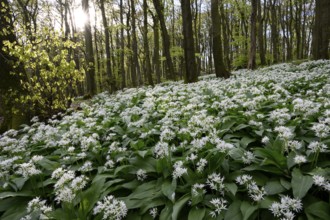 Wild garlic blossom (Allium ursinum) on the forest floor in a beech forest (Fagus sylvatica) in the