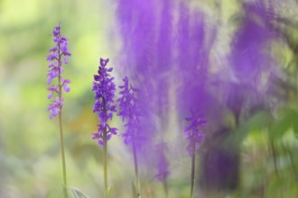 Early purple orchid (Orchis mascula), Osnabrücker Land, Lower Saxony, Germany