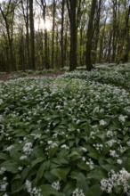 Wild garlic blossom (Allium ursinum) on the forest floor in a beech forest (Fagus sylvatica) in the