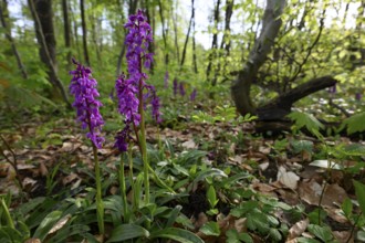 Early purple orchid (Orchis mascula) in a light-flooded deciduous forest in spring, Osnabrücker